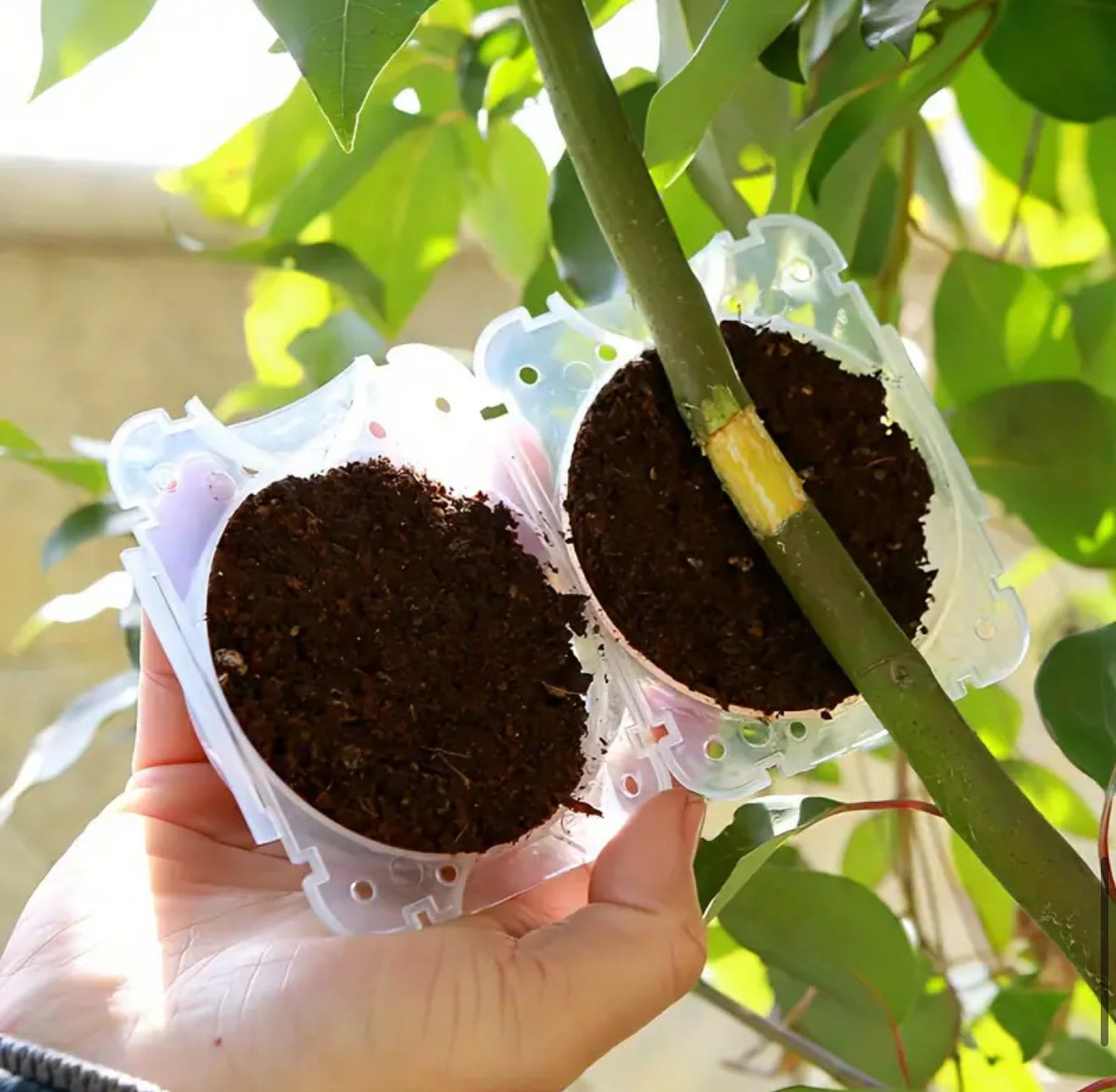 Reusable Plant Grafting Ball for Plant Propagation & Plant Cloning