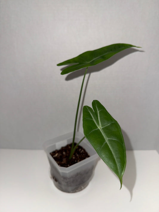 Alocasia Longiloba