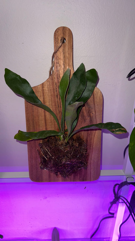 Staghorn Fern on 12” Wood Cutting Board