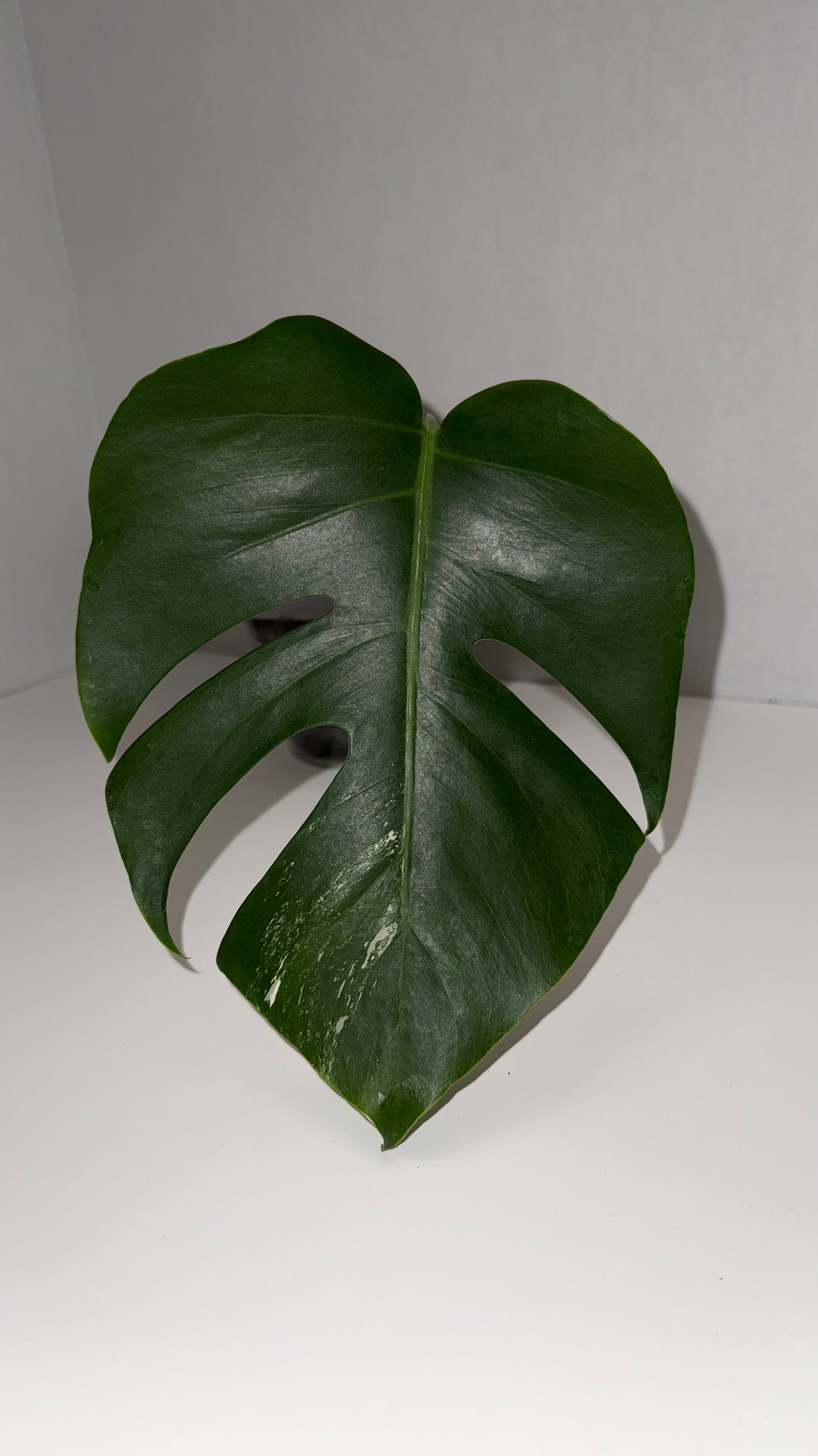 Monstera Deliciosa Albo (Low Variegation) (105)