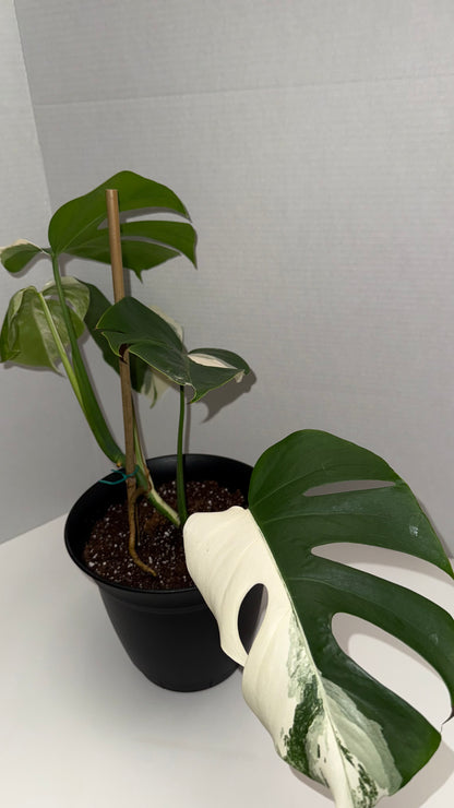 Monstera Deliciosa Albo (Med-High Variegation) (106)