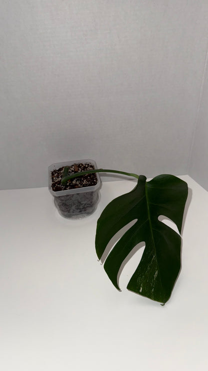 Monstera Deliciosa Albo (Low Variegation) (105)