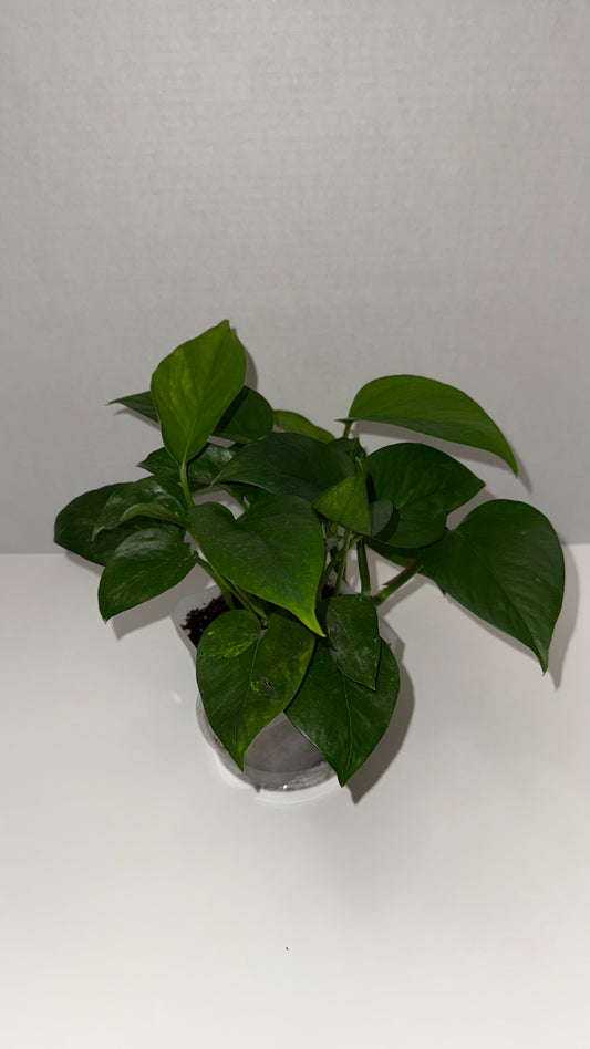 Golden Pothos