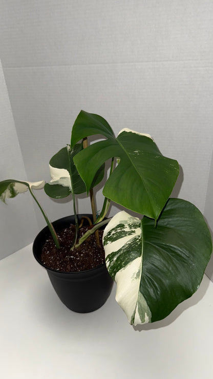 Monstera Deliciosa Albo (Med-High Variegation) (106)