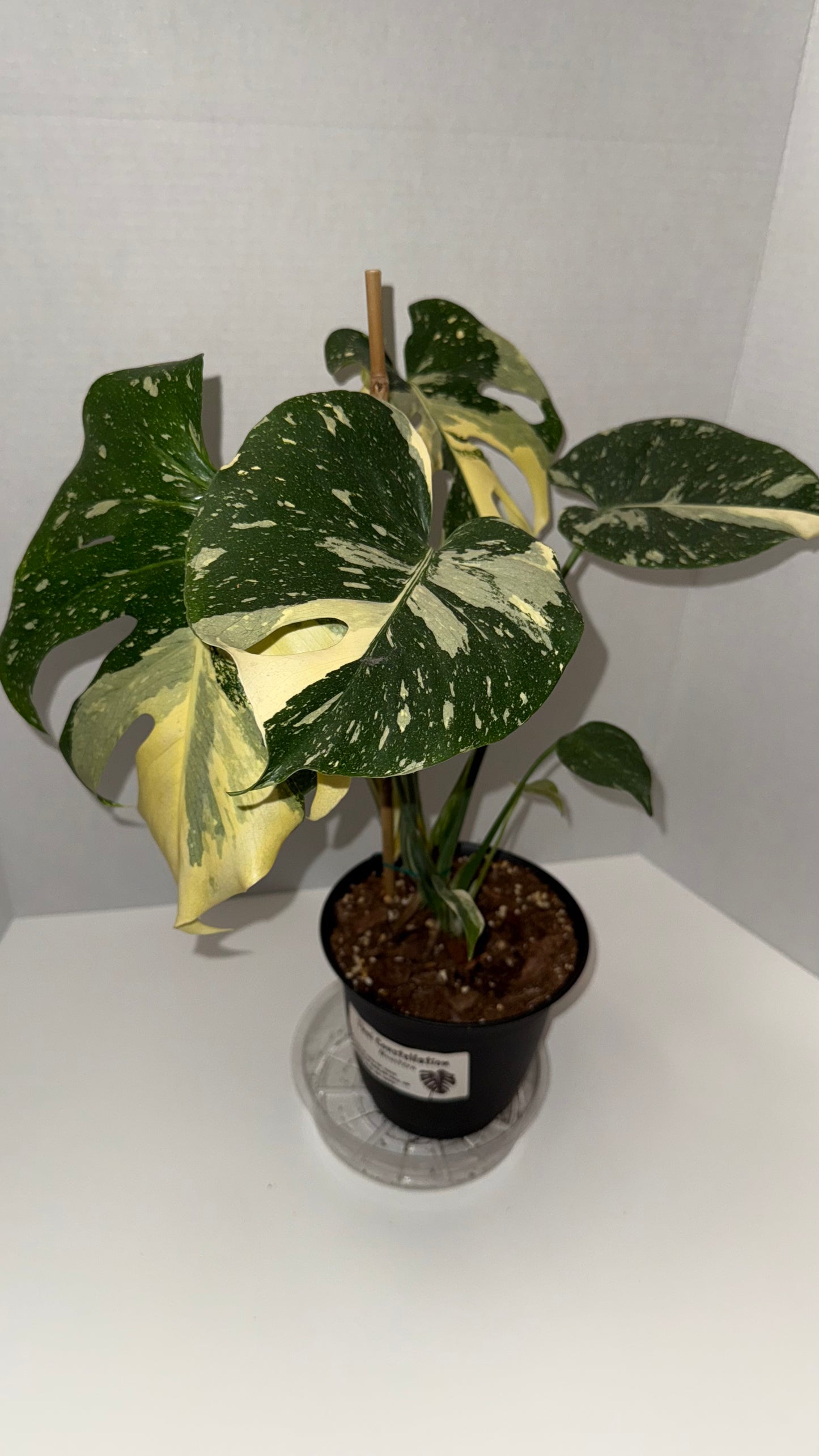 Monstera Deliciosa Thai Constellation