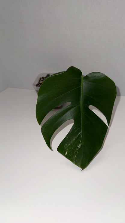 Monstera Deliciosa Albo (Low Variegation) (105)