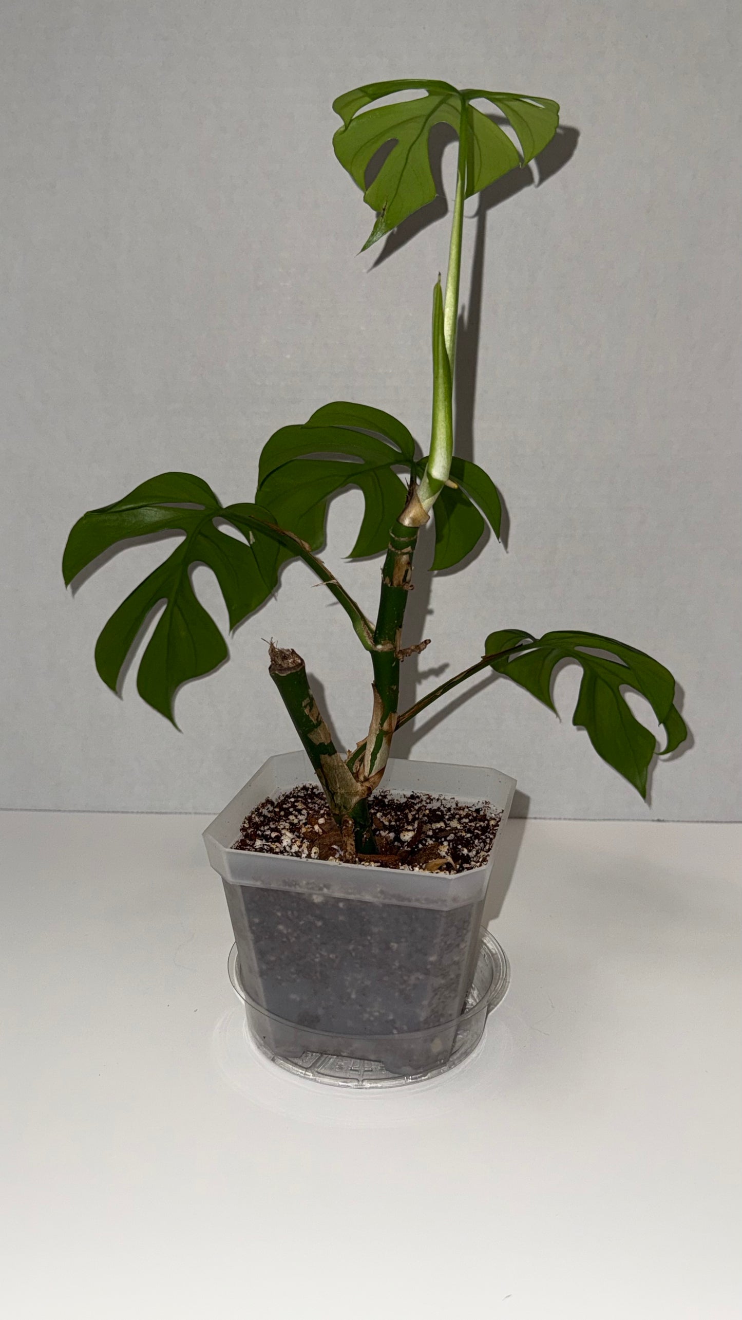 Mini Monstera / Philodendron Ginny (Rhaphidophora Tetrasperma)