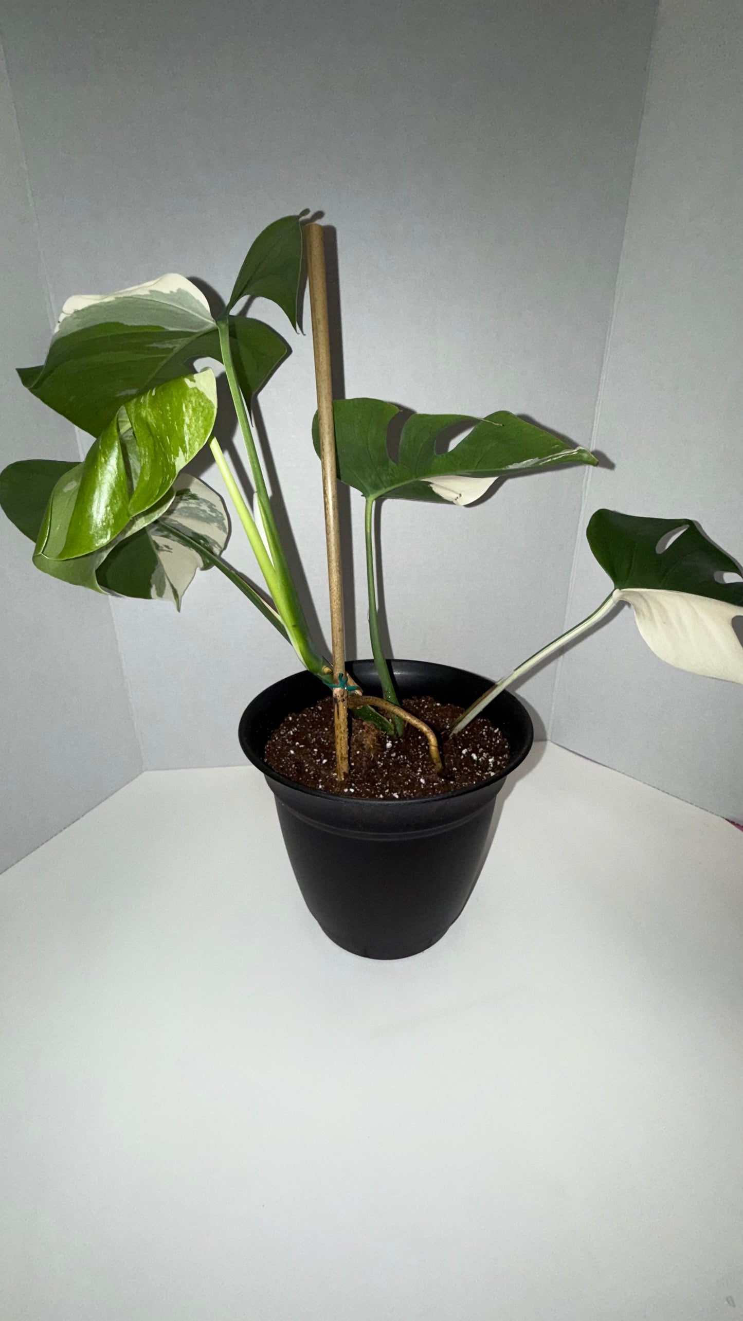 Monstera Deliciosa Albo (Med-High Variegation) (106)