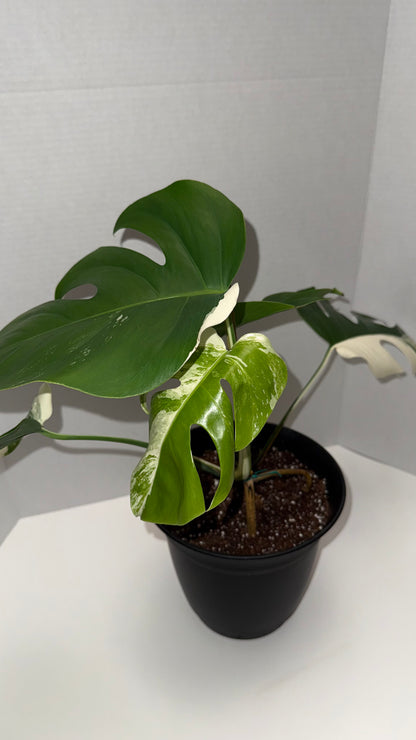 Monstera Deliciosa Albo (Med-High Variegation) (106)