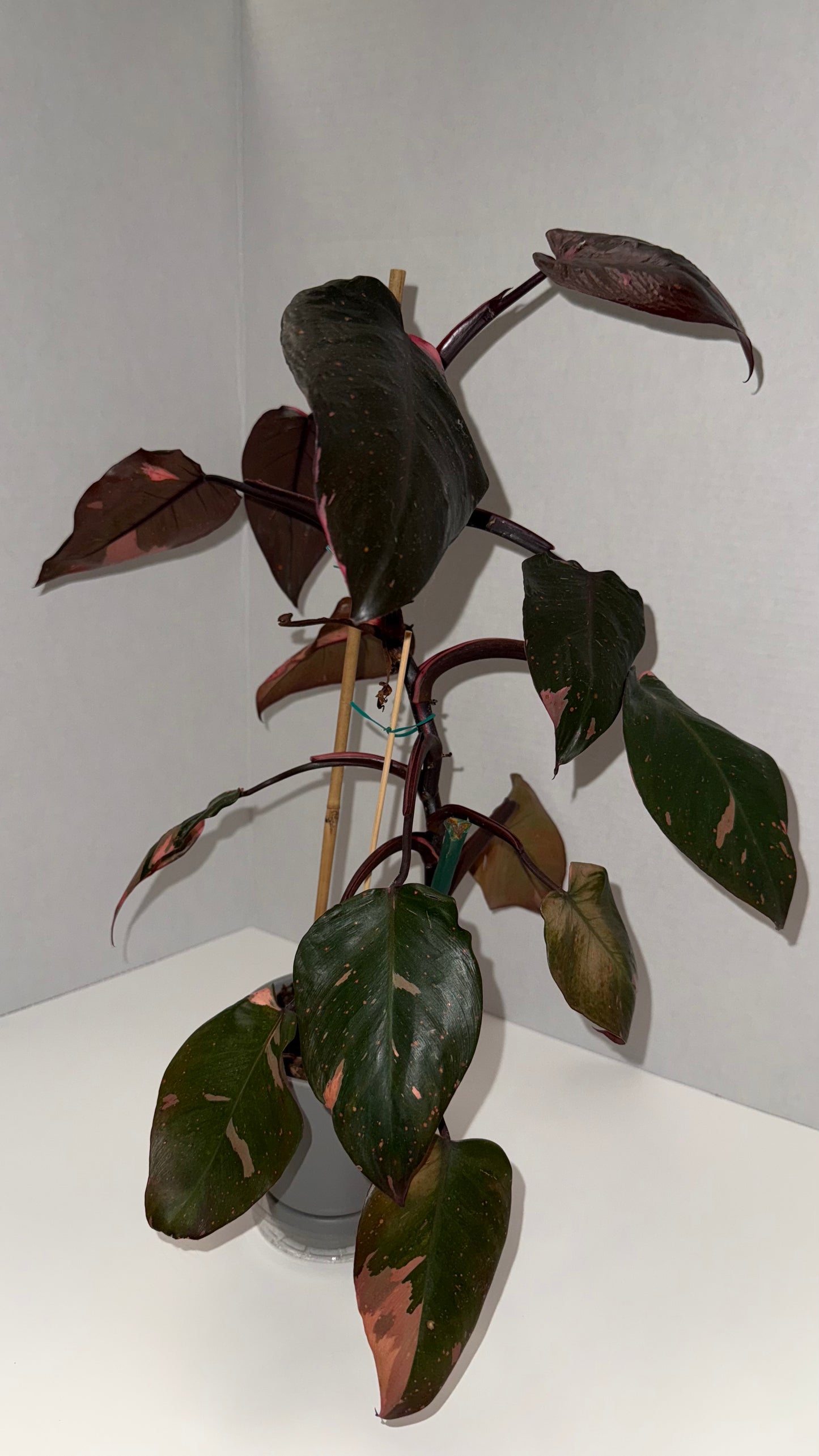 Philodendron Pink Princess