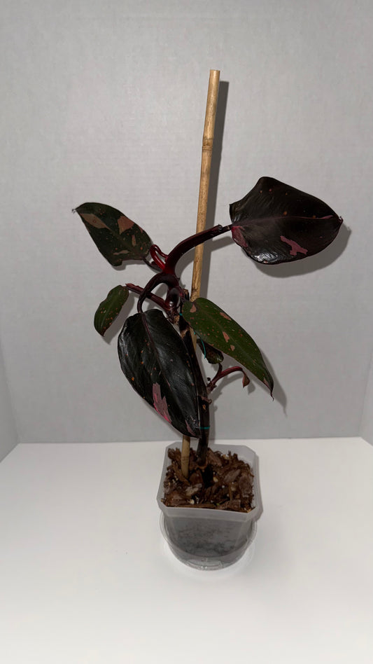 Philodendron Pink Princess