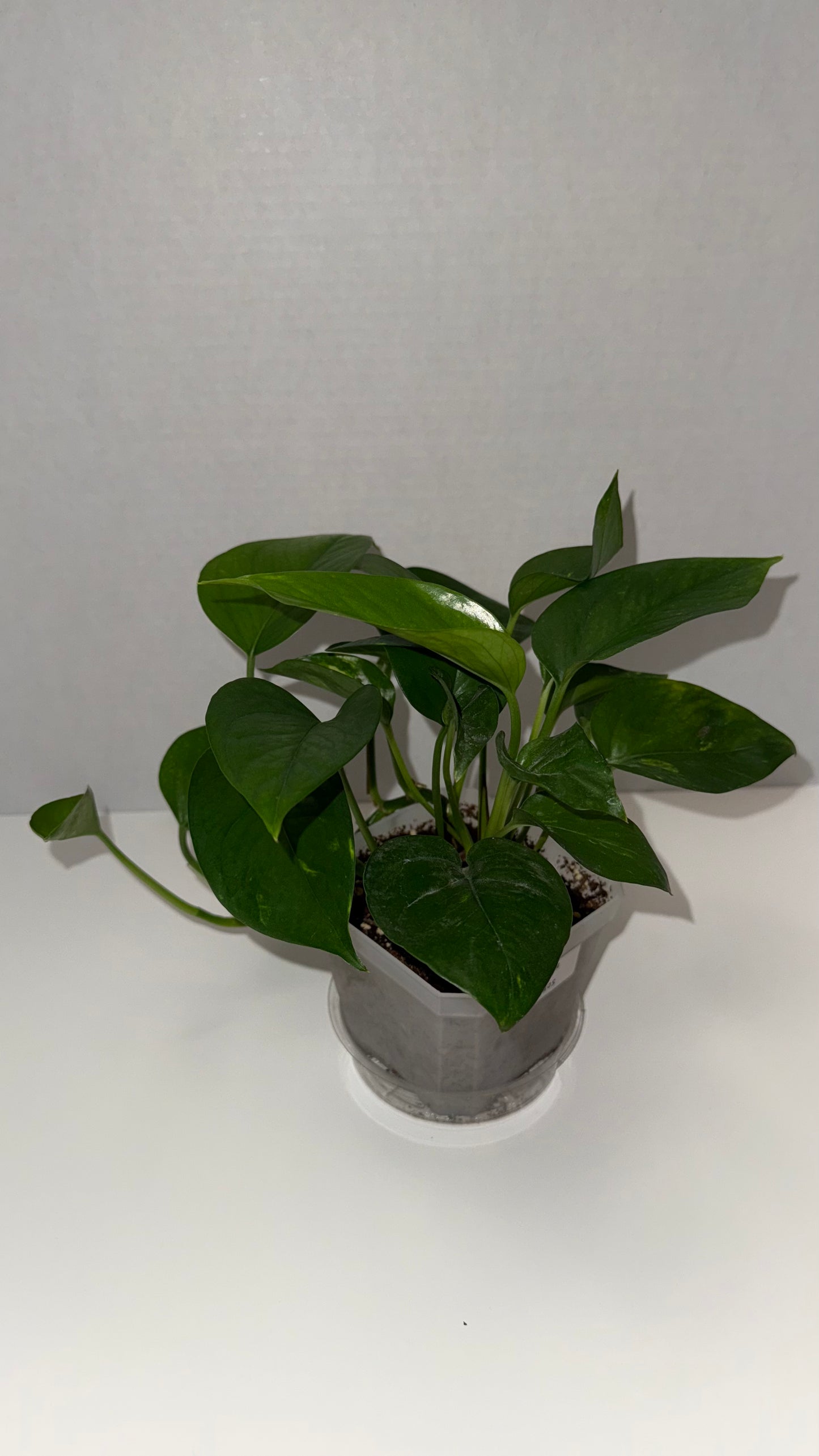 Golden Pothos