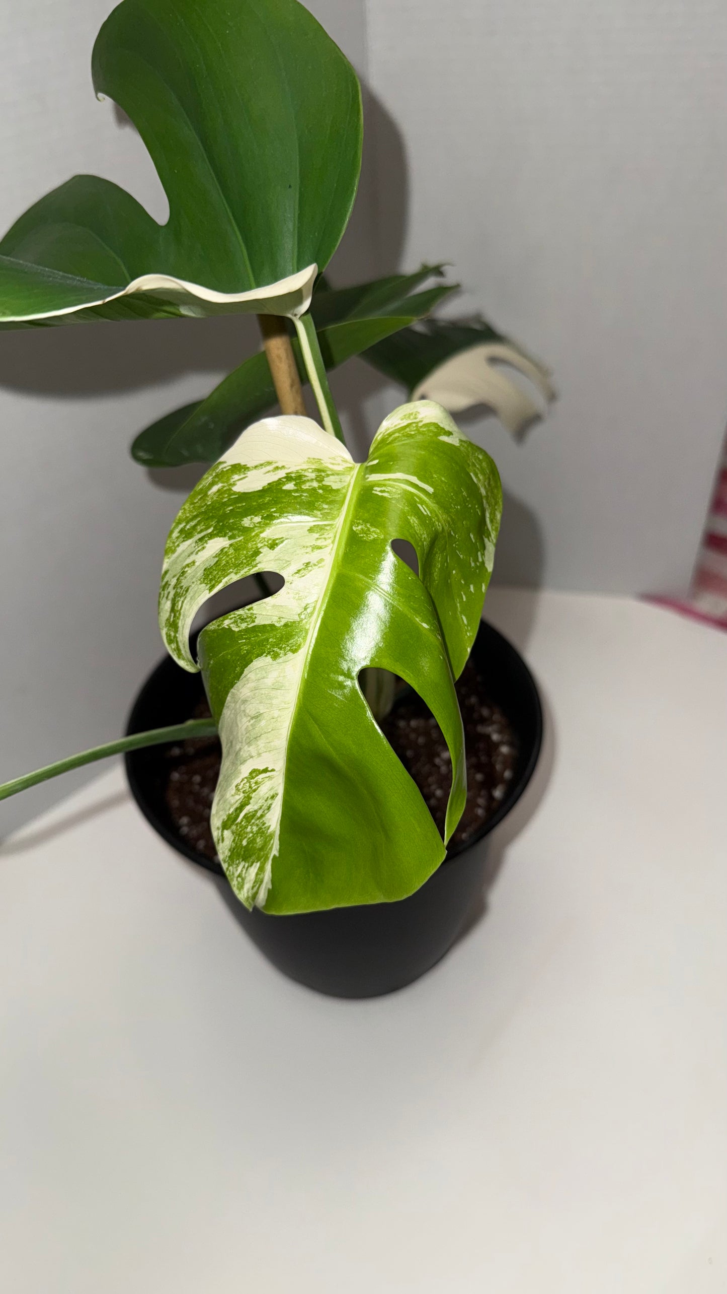 Monstera Deliciosa Albo (Med-High Variegation) (106)