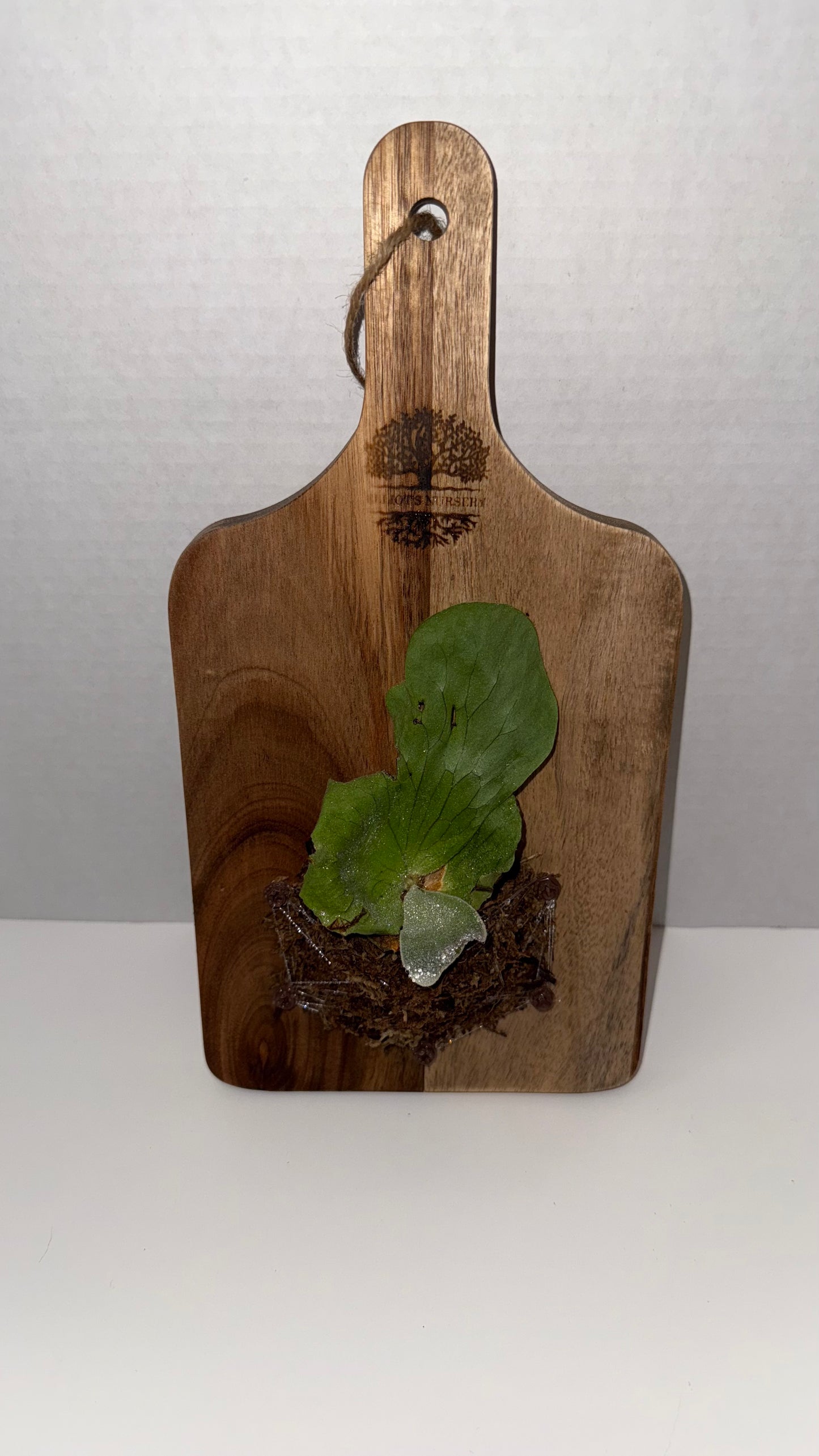 Elephant Ear Staghorn Fern on 12” Wood Cutting Board