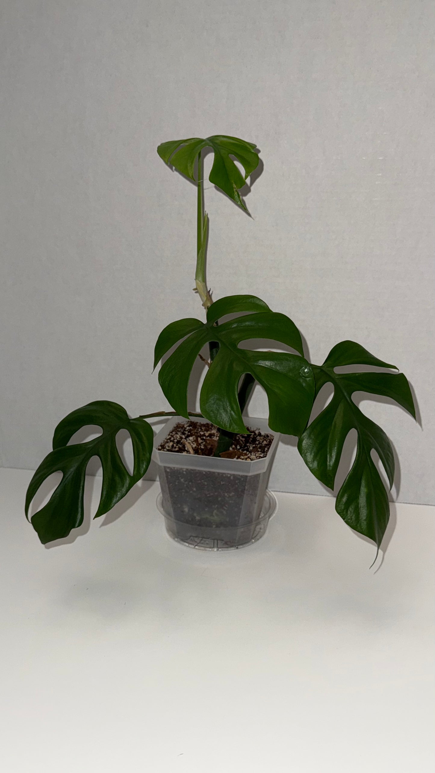 Mini Monstera / Philodendron Ginny (Rhaphidophora Tetrasperma)