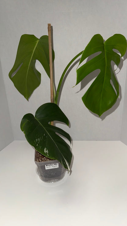 Monstera Deliciosa Albo (Low Variegation) (104)