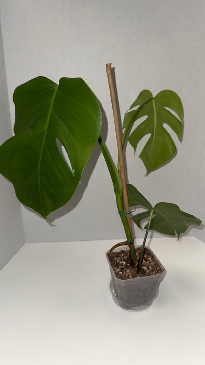 Monstera Deliciosa Albo (Low Variegation) (104)