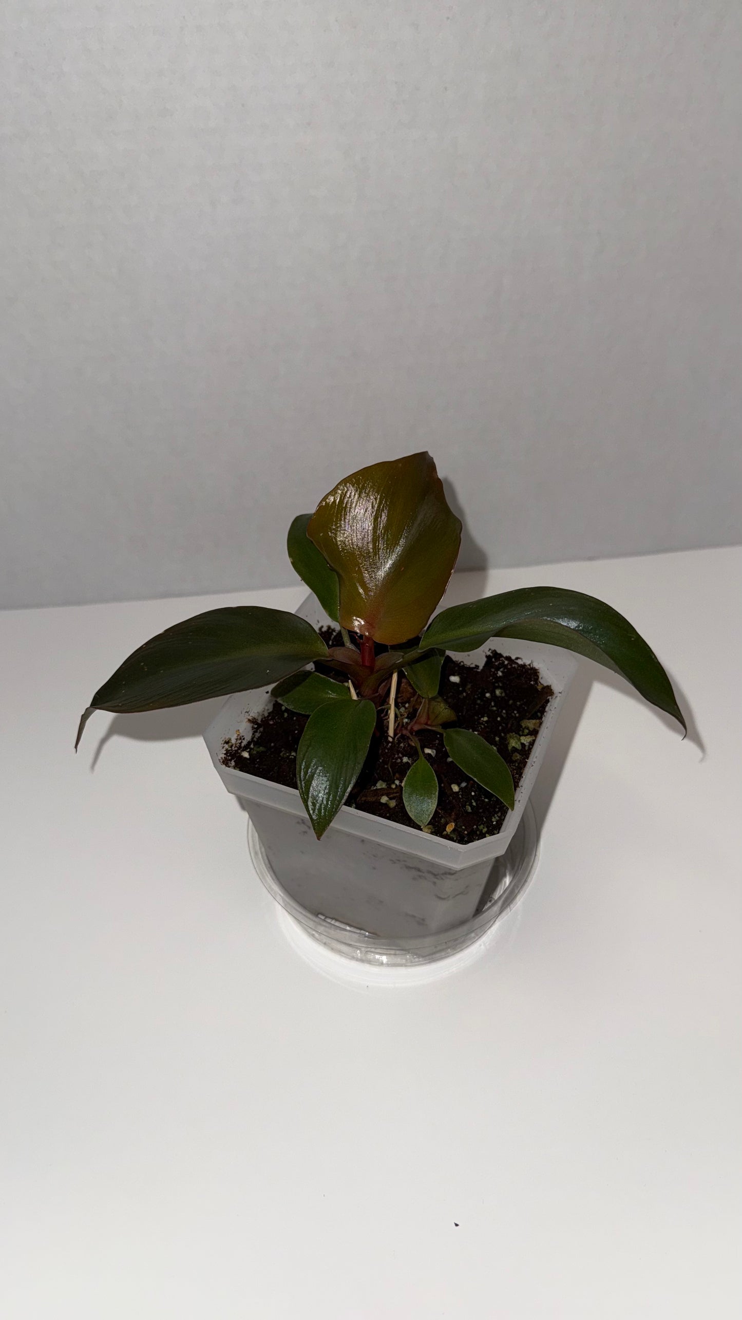 Philodendron Red Heart