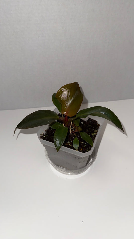 Philodendron Red Heart