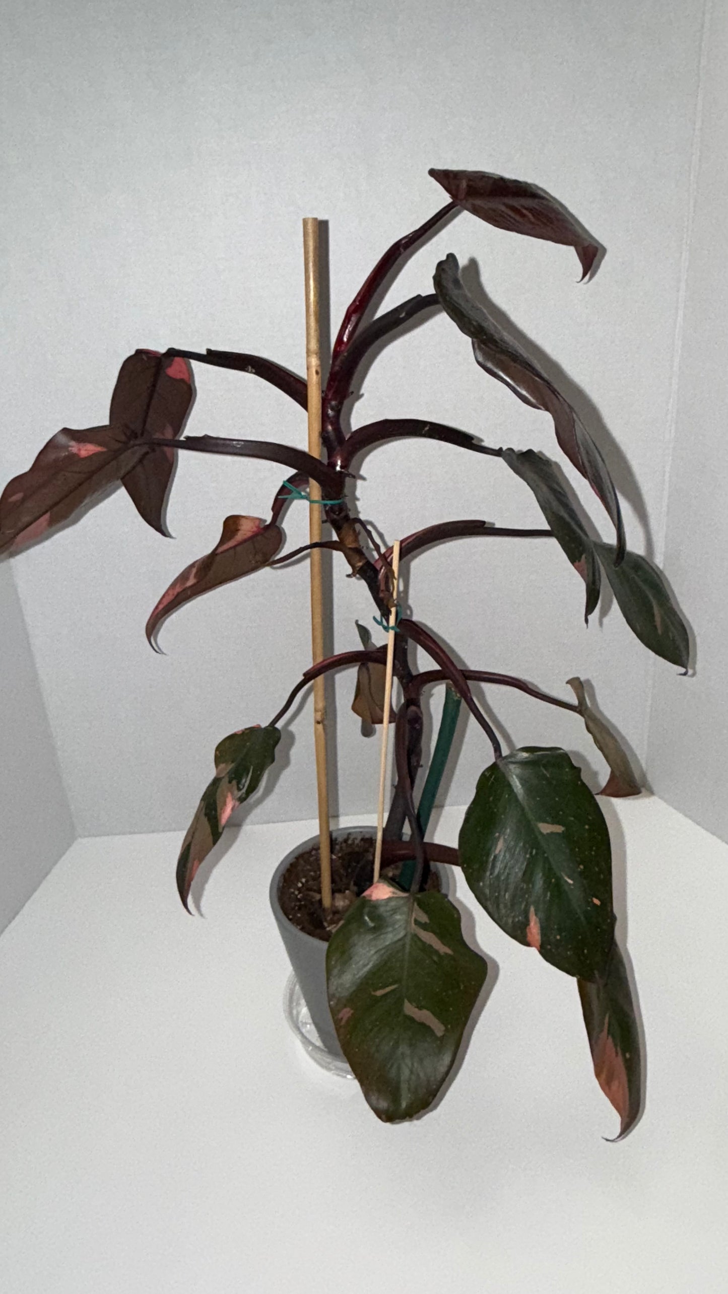 Philodendron Pink Princess