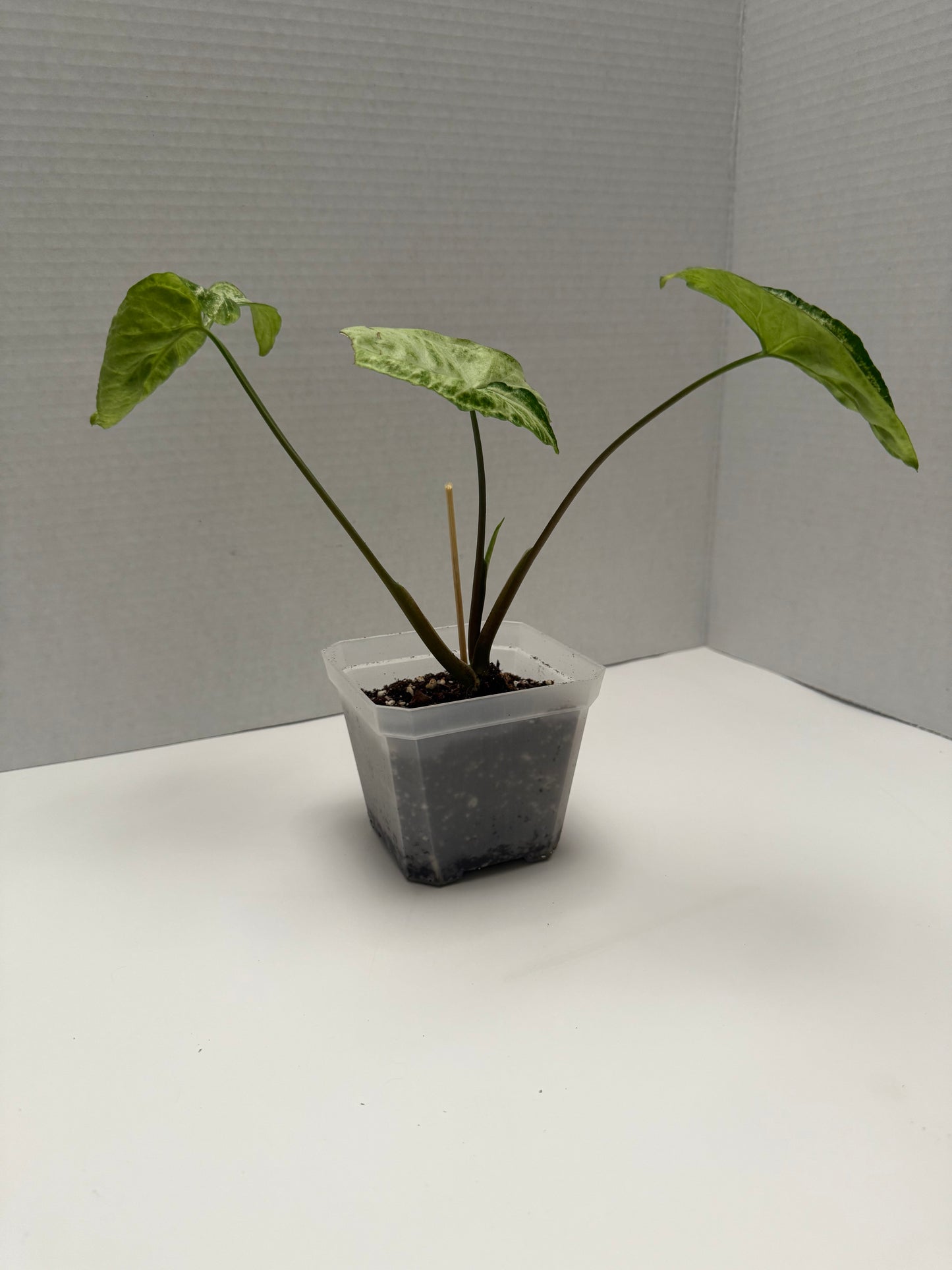 Arrowhead Plant (Syngonium Podophyllum)